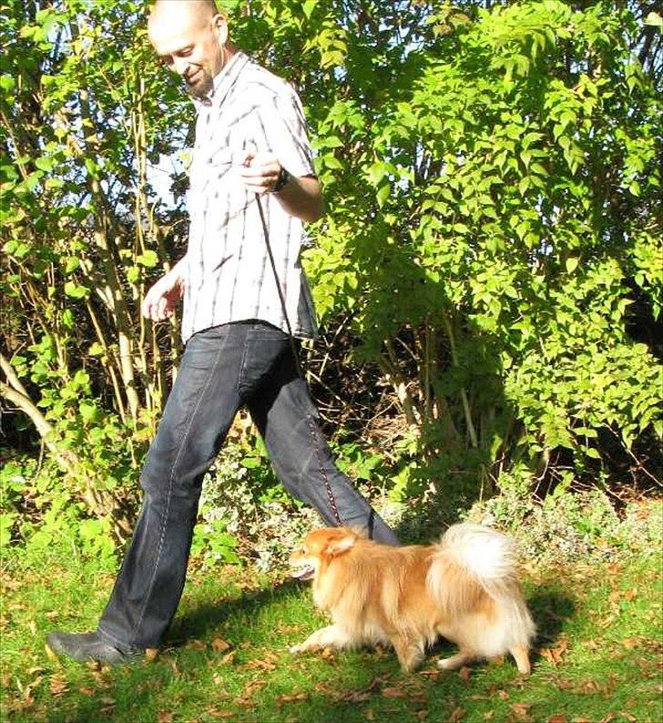 Volpino italiano Enzo billede 9