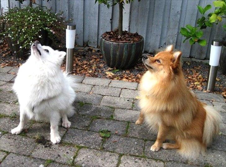 Volpino italiano Enzo - Sammen med best buddy Diesel :-) billede 10