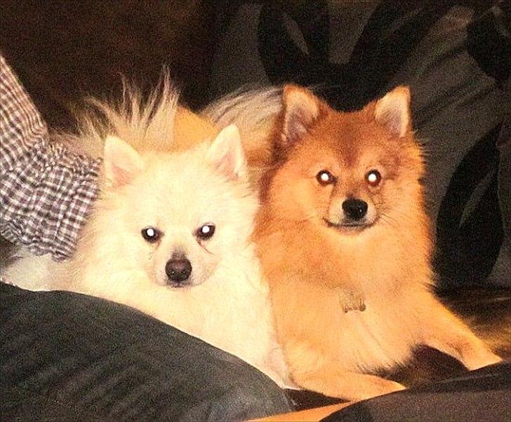 Volpino italiano Enzo - Sammen med best buddy Diesel :-) billede 11