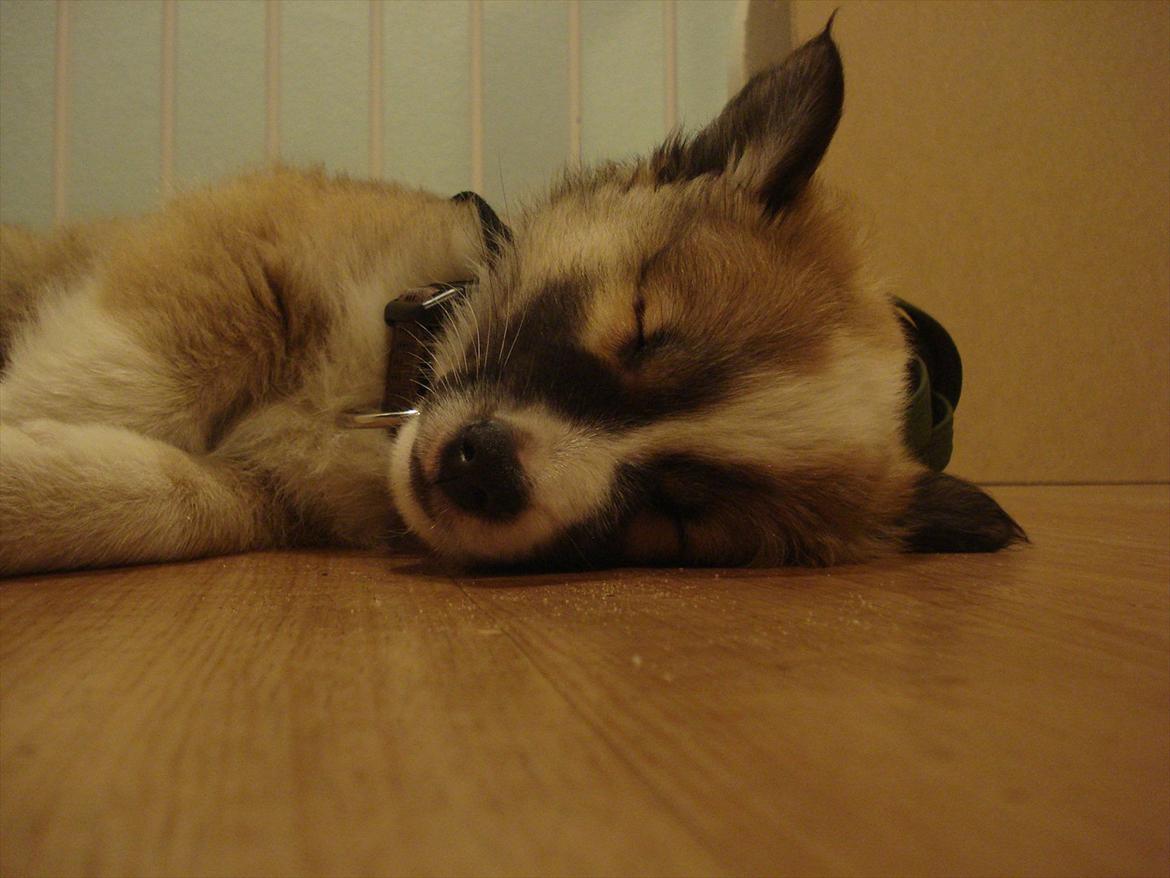 Islandsk fårehund Saga - Ja ja - selv B.S Christiansen skal have søvn, det er meget vigtigt for krop og sjæl, når man på uventede tidspunkter må stå vagt om det gamle fædreland... eller sin sutteklud - det sidste behøver du ikke citere mig for. billede 9