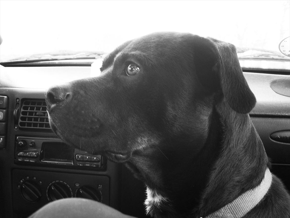 Blanding af racer Charley - Da vi hentede Charley :) billede 2