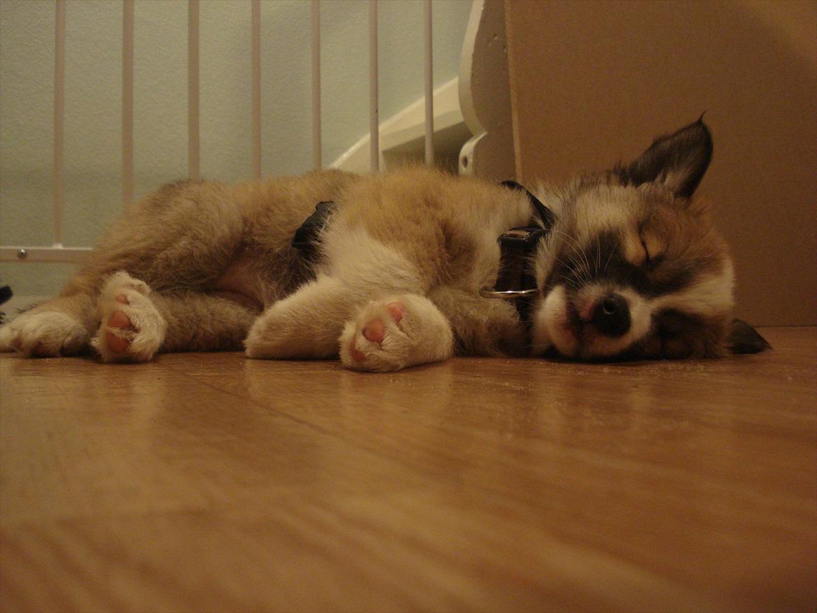 Islandsk fårehund Saga - Zzzzzz..... Zzzzzz.... billede 14