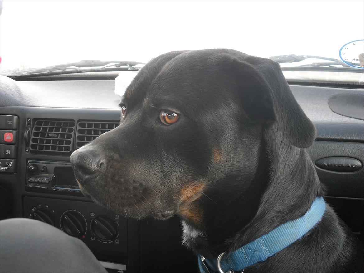 Blanding af racer Charley - På vej hjem til os, en lang tur i bil. :) billede 3