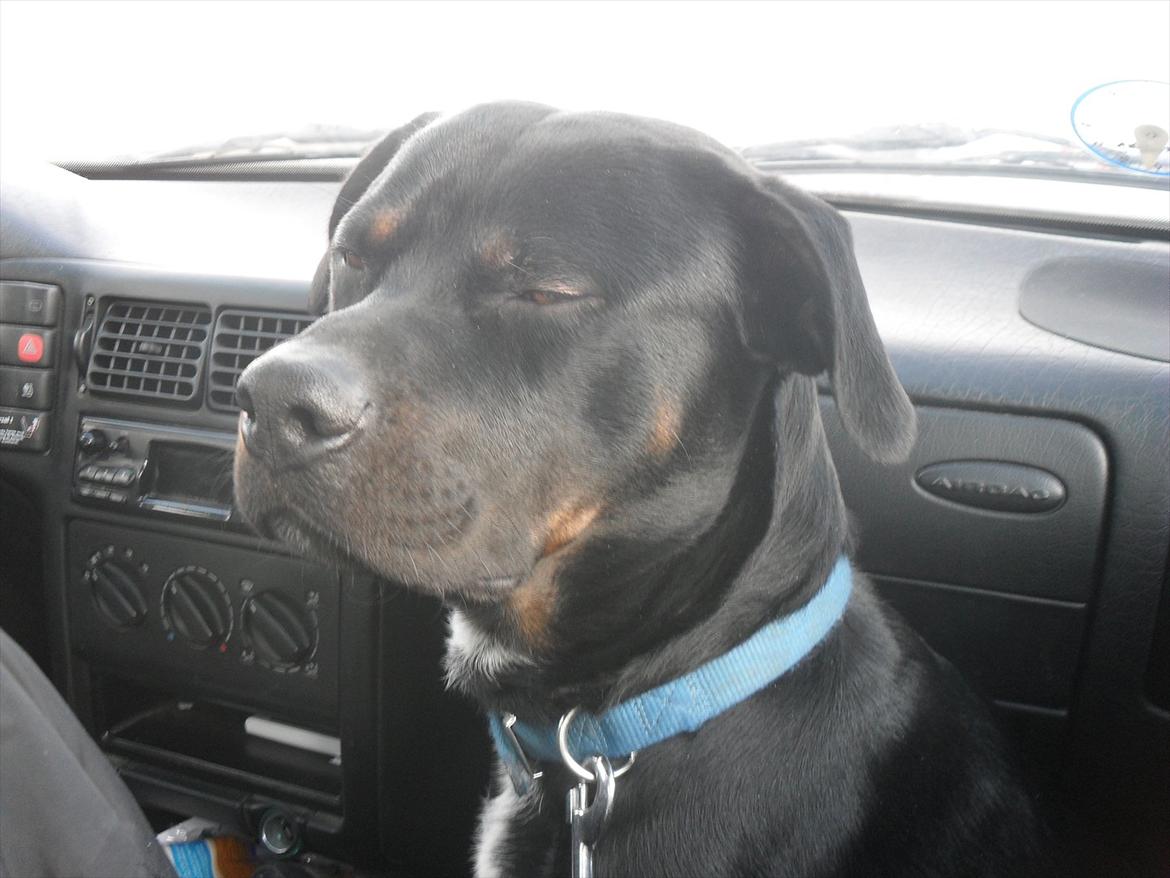 Blanding af racer Charley - Træt bliver man altså også. :) billede 4