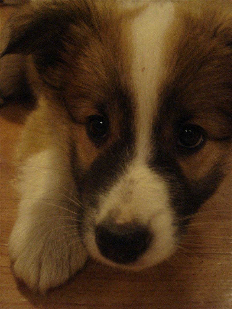 Islandsk fårehund Saga - Ja, det er så mig - ni uger gammel og allerede i besiddelse af, og i fuld kontrol over, ekstrem nuttetheds faktor, som kan udløses når fjenden mindst venter det! billede 6