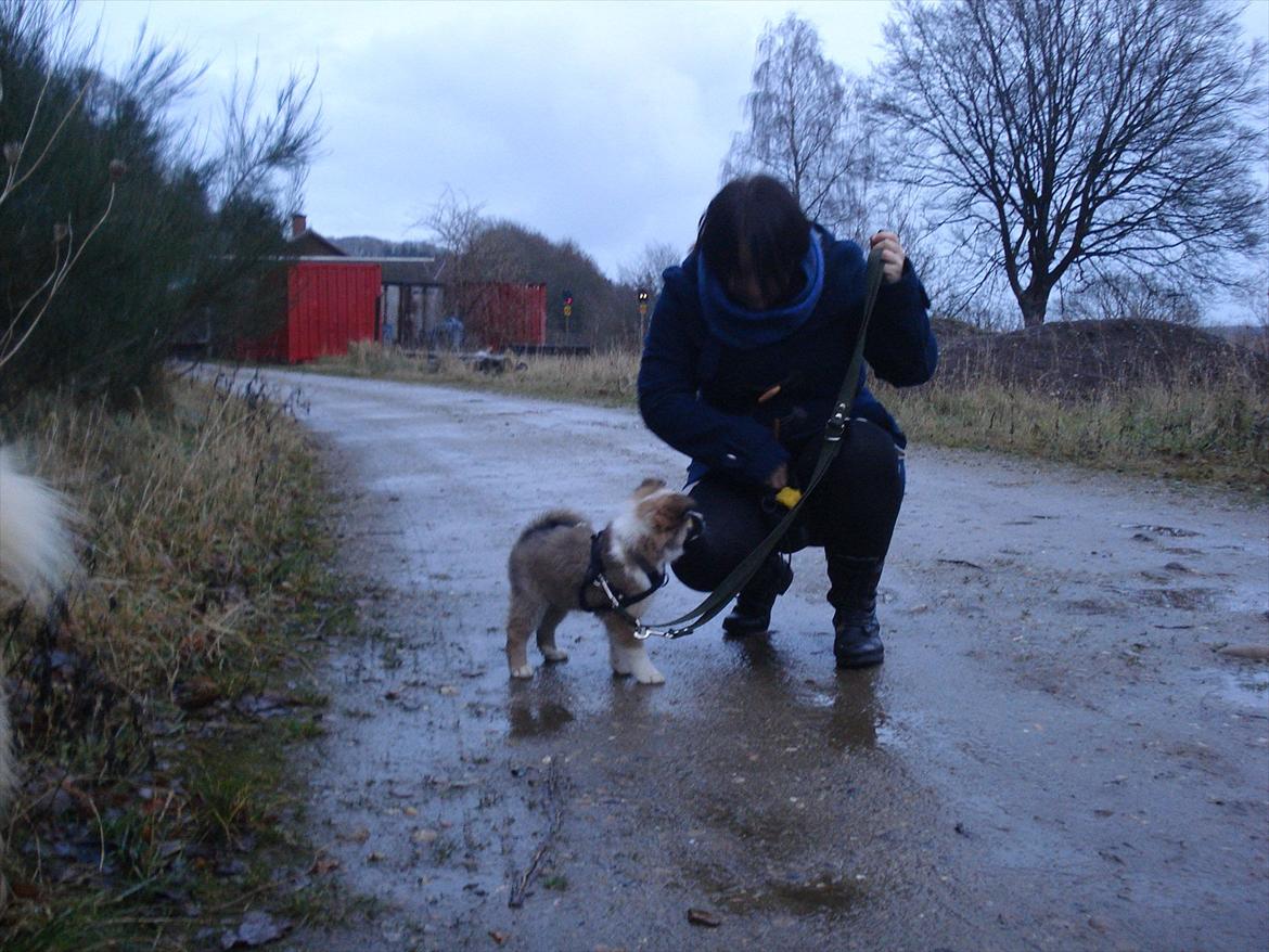 Islandsk fårehund Saga - Her har vi igen min mor... Hun er nu iført særdeles praktisk godbidspose, som man kan få hende til at tømme i en vis fart, hvis man knalder halen i jorden, når hun siger en bestemt lyd - Hun er altså lidt underlig. billede 10