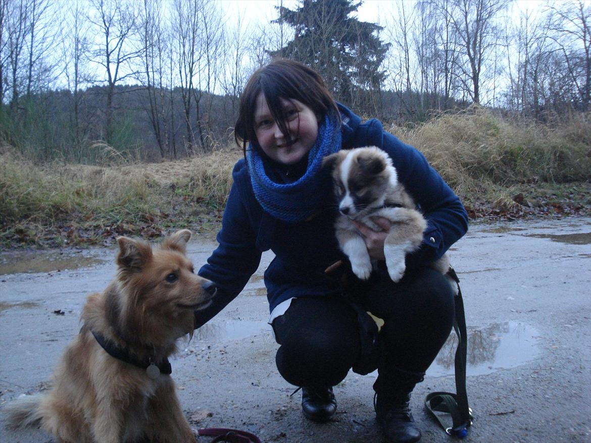 Islandsk fårehund Saga - Familieportrættet er i hus... det gjorde jeg jo godt, hvis jeg selv skal sige det - man kan jo altid photoshoppe lidt på de øvrige deltagere. billede 12
