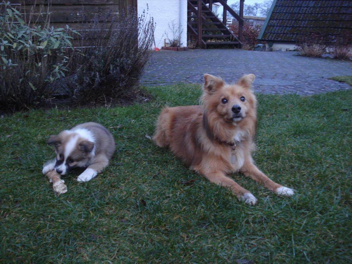 Islandsk fårehund Saga - Her er min storebror og jeg... han ser altid lidt manisk ud i blikket, når man kaprer et ben i haven. Jeg kan forstå på det hele, at det engang var hans... billede 13
