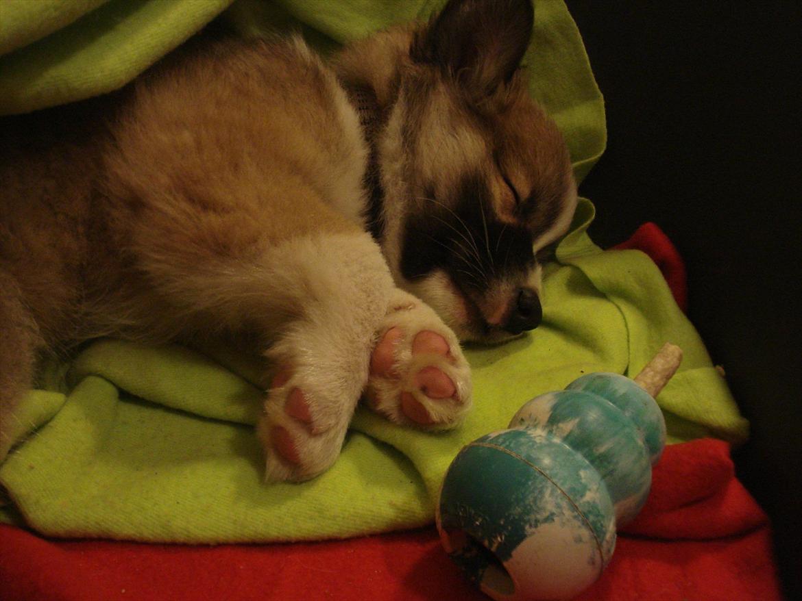 Islandsk fårehund Saga - Nå men nu må jeg i seng - tak fordi du kiggede forbi min crib... venligst deres Pestilence. billede 19