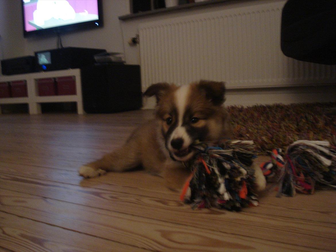 Islandsk fårehund Saga - Det her er mit tov... eller det er det ihvertfald NU - engang tilhørte det vist ham den sure gamle som også bor her. billede 8