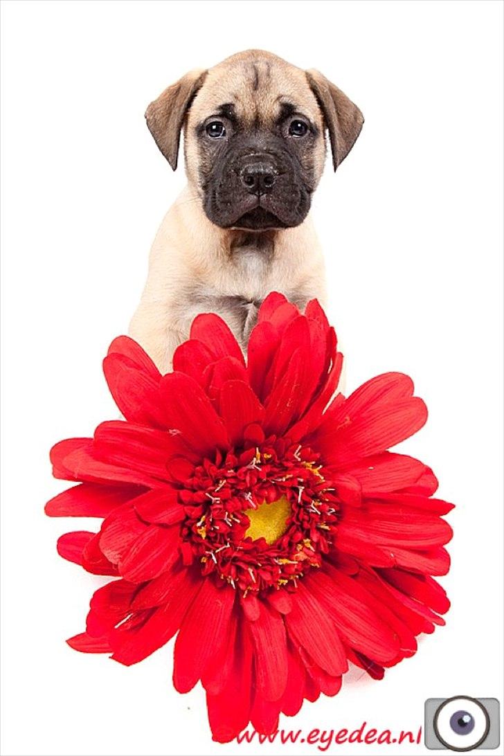 Bullmastiff Courtney's Pride Never Say Never * Missy * - 6 uger billede 1