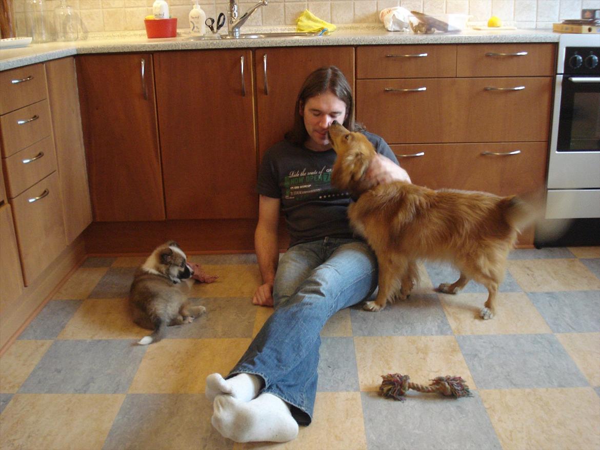 Islandsk fårehund Saga - Her er et billede af mine far og min storebror... yadda yadda... og yderst til venstre fantastiske MIG! Min storebror er åbenbart modtagelig for diverse menneskelige modifikationer, og har lært at kysse uden tænder.... SÅ VATTET!  billede 15