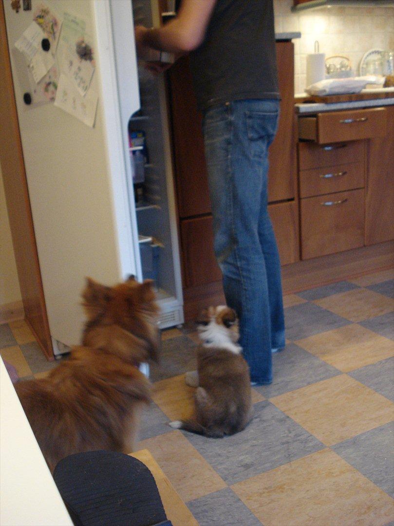 Islandsk fårehund Saga - Her er et billede af det magiske skab! billede 16