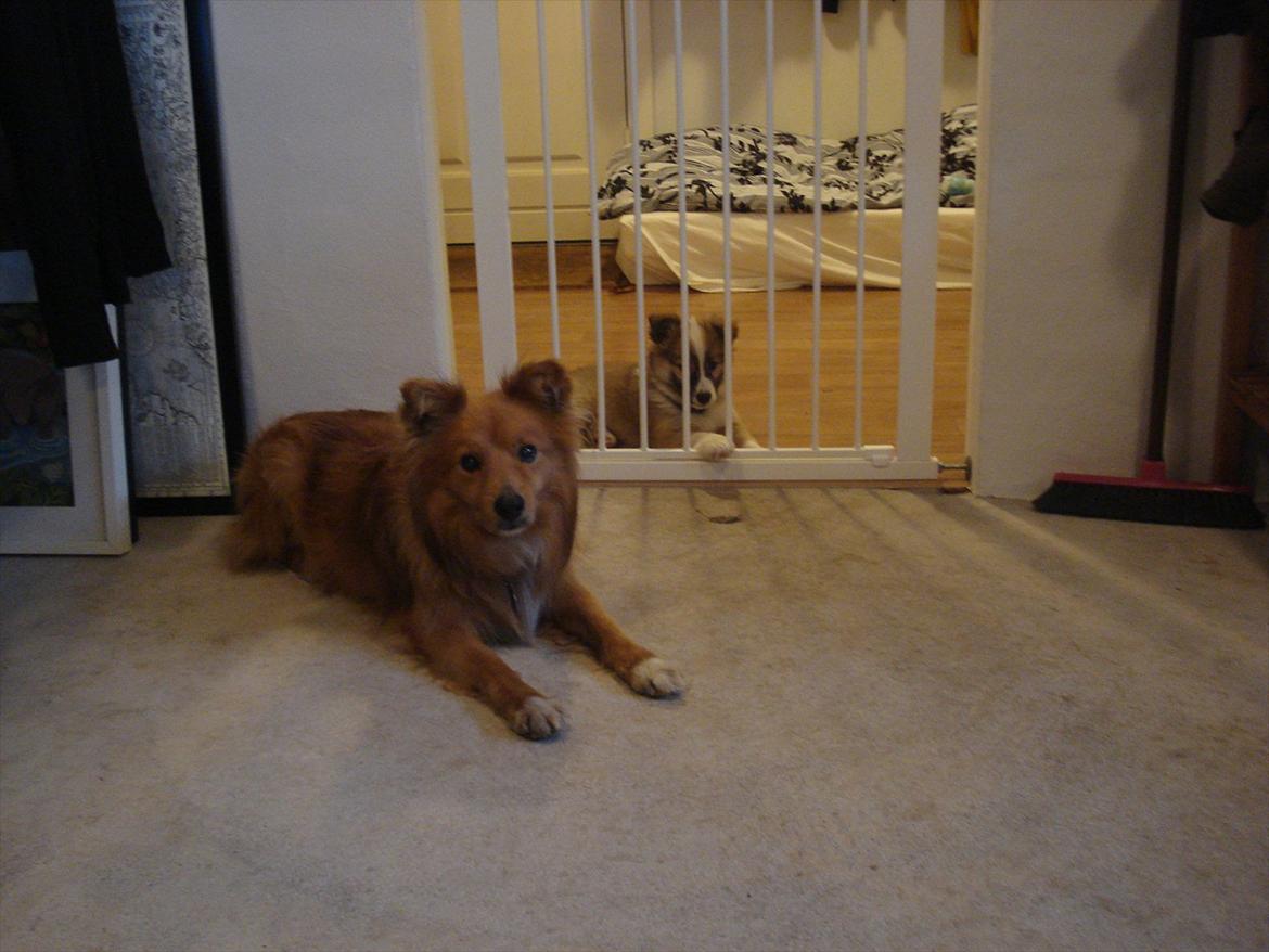 Islandsk fårehund Saga - Min storebror har sit eget værelse, fordi han er så gammel og kedelig... men nogle gange gider han godt snakke lidt henne ved lågen... billede 18