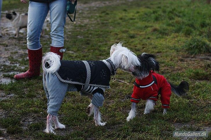 Blanding af racer Elliot billede 14