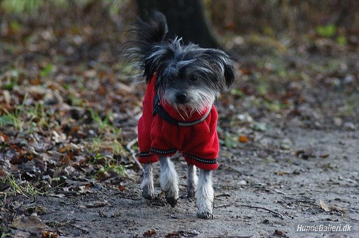 Blanding af racer Elliot billede 15