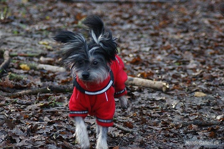 Blanding af racer Elliot billede 16