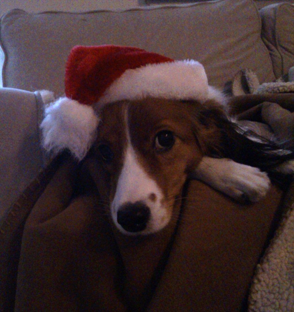 Kooikerhondje Kooijoy Gin By PokaPri - Gin med nissehue! ;') billede 1