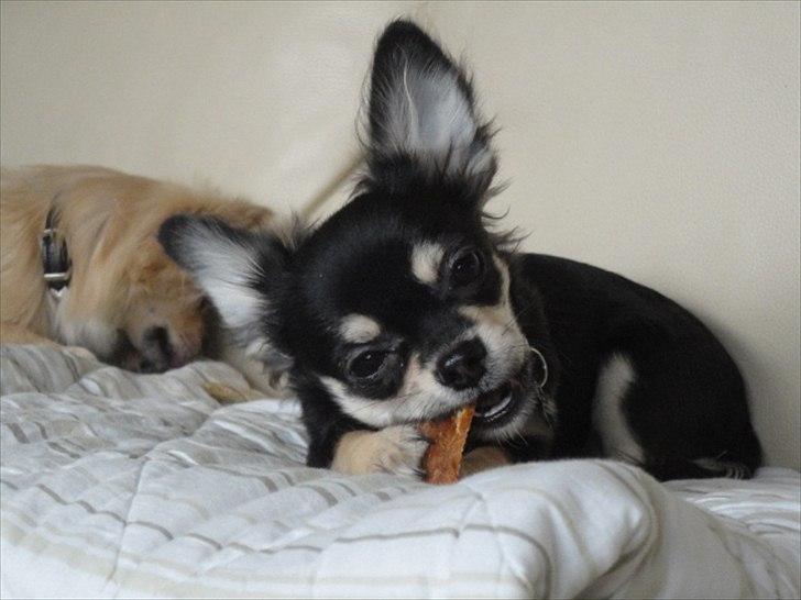 Chihuahua Dream´s Armani - Armani d. 04-12-2011. billede 2