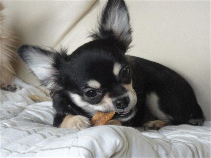 Chihuahua Dream´s Armani - Armani d. 04-12-2011. billede 3