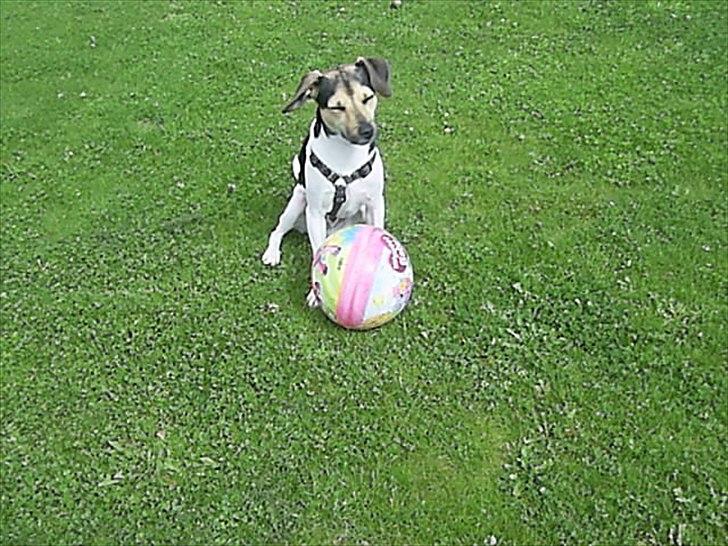 Dansk svensk gaardhund flintegården's Charlie <3 - ahh den dejlige sol 

foto: helena lenskjold ( mig ) billede 11