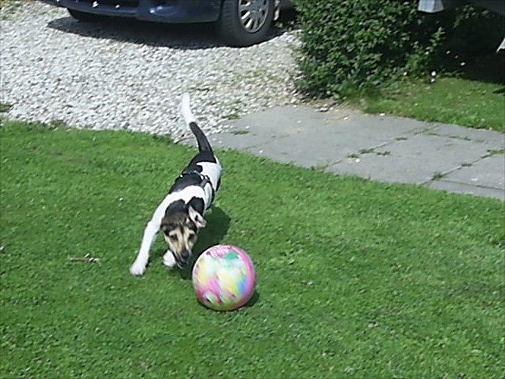 Dansk svensk gaardhund flintegården's Charlie <3 - fodbold dreng <3

foto: helena lenskjold ( mig ) billede 12