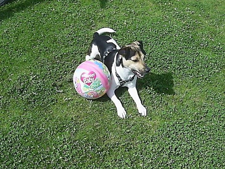 Dansk svensk gaardhund flintegården's Charlie <3 - skøn fyr <3 billede 13