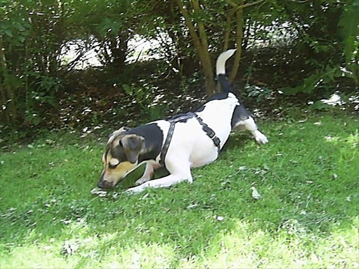 Dansk svensk gaardhund flintegården's Charlie <3 - uhhh maven klør <3


foto: helena lenskjold ( mig ) billede 14