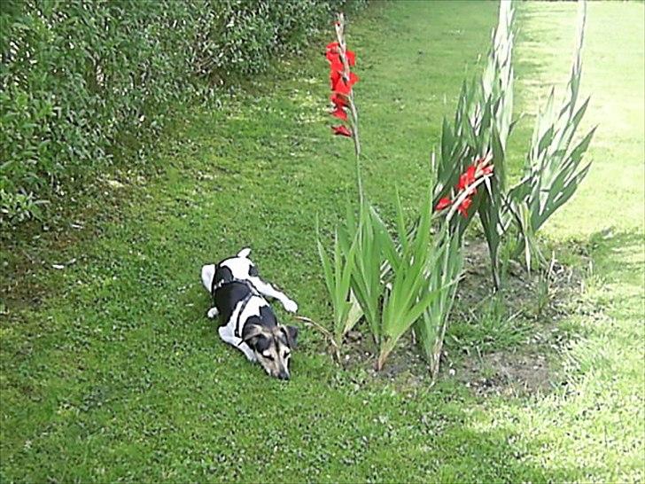 Dansk svensk gaardhund flintegården's Charlie <3 - min ven frk. blomst <3


foto: helena lenskjold ( mig ) billede 15