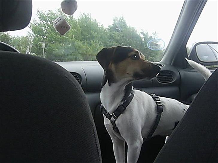 Dansk svensk gaardhund flintegården's Charlie <3 - charlie på fanø ude i bilen med mig <3


foto: helena lenskjold ( mig ) billede 16