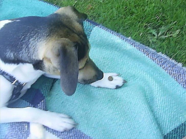 Dansk svensk gaardhund flintegården's Charlie <3 - det er min godbid <3 

foto: helena lenskjold ( mig ) billede 17