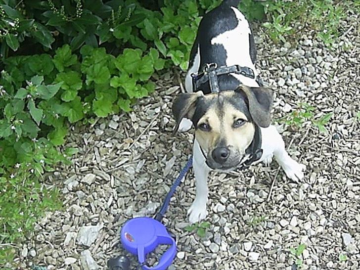 Dansk svensk gaardhund flintegården's Charlie <3 - sit <3

foto: helena lenskjold ( mig ) billede 18