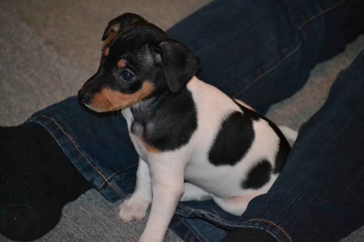 Blanding af racer Kenzo - Baby  billede 1