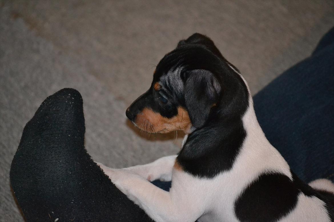 Blanding af racer Kenzo - Baby  billede 2