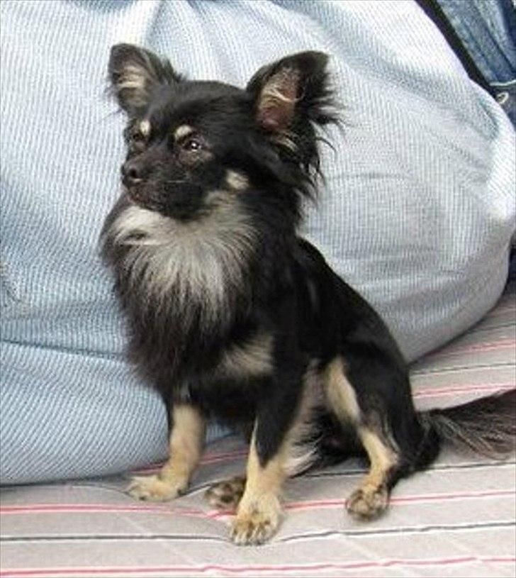 Chihuahua Mitzi - Balu - Faren til Mitzi's hvalpe :-) billede 9