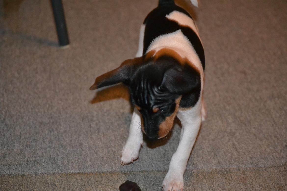 Blanding af racer Kenzo - Baby  billede 3