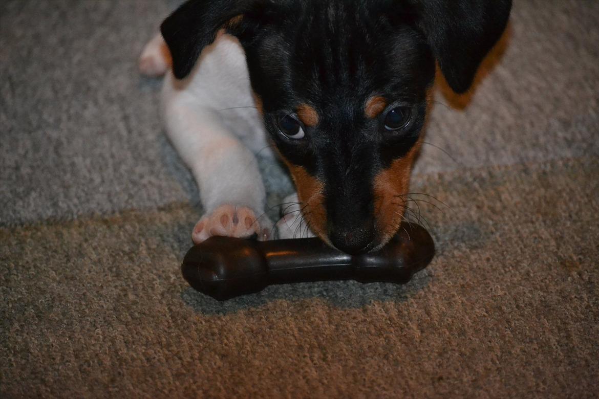 Blanding af racer Kenzo - Baby  billede 4