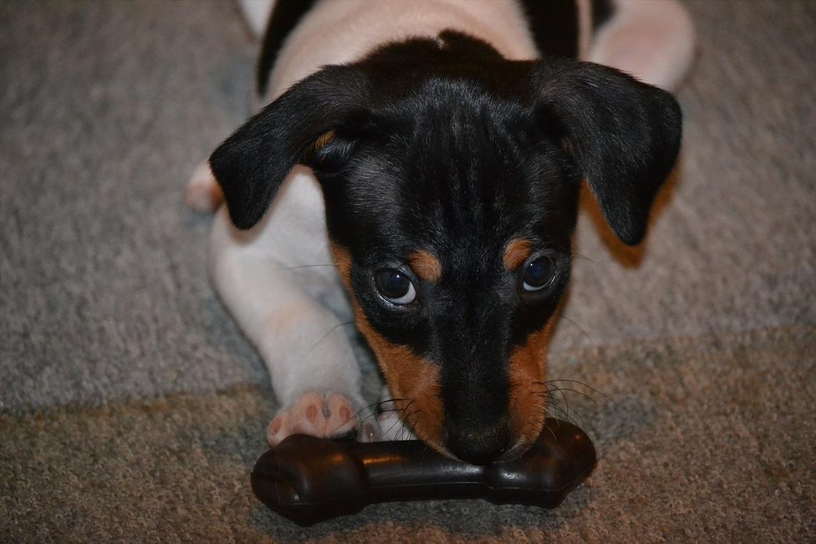 Blanding af racer Kenzo - Baby  billede 5