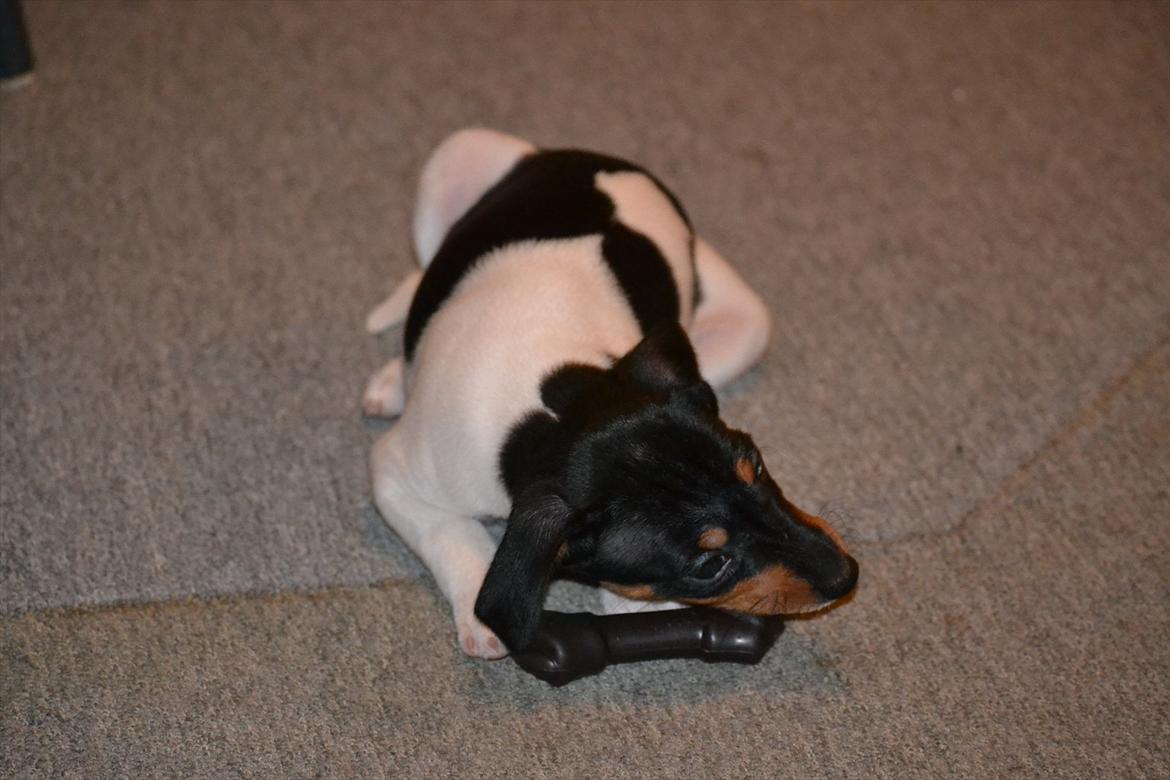 Blanding af racer Kenzo - Baby  billede 6