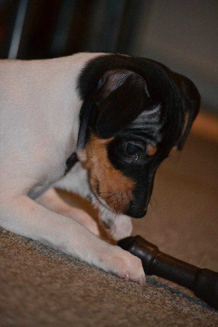 Blanding af racer Kenzo billede 7