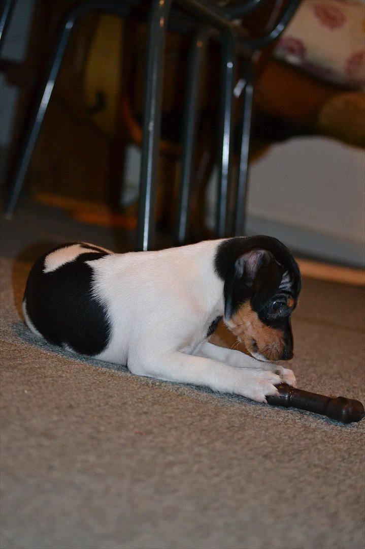 Blanding af racer Kenzo billede 8