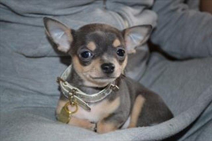 Chihuahua koda's ANGEL billede 4
