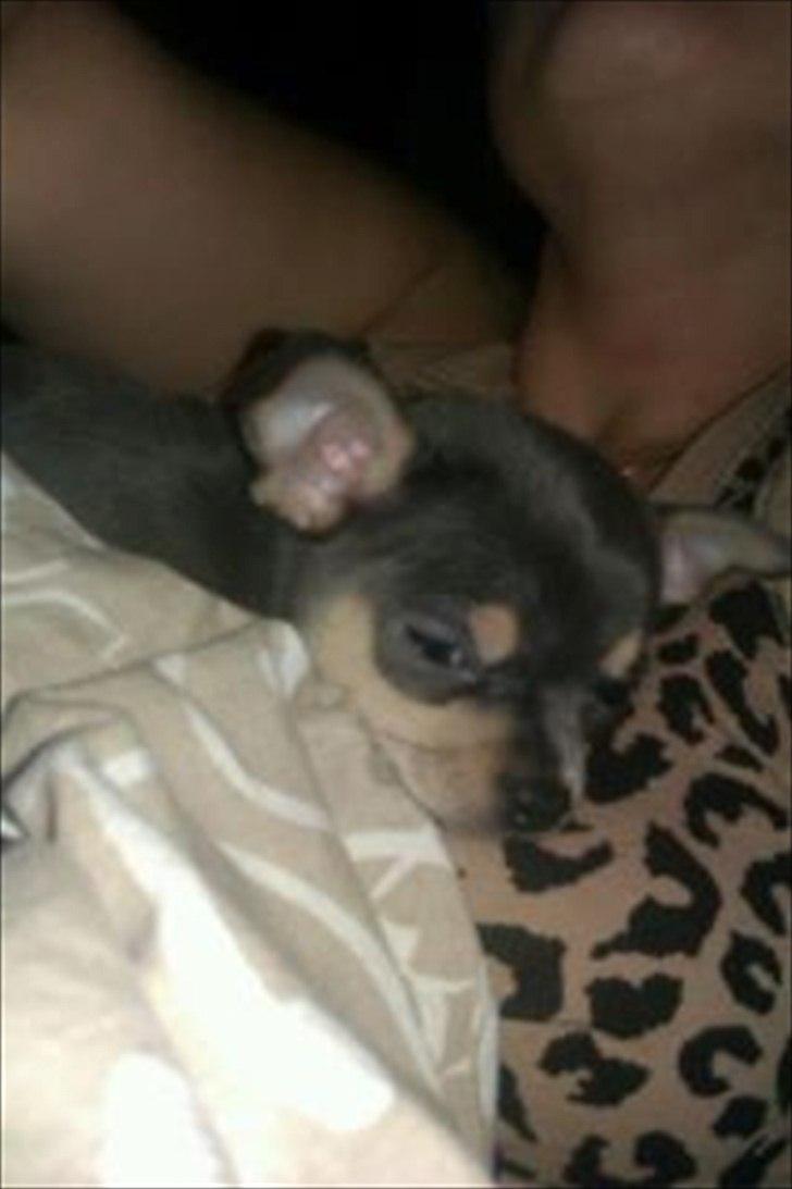 Chihuahua koda's ANGEL - første gang angel sover uden sin familie, men hos en ny flok billede 5