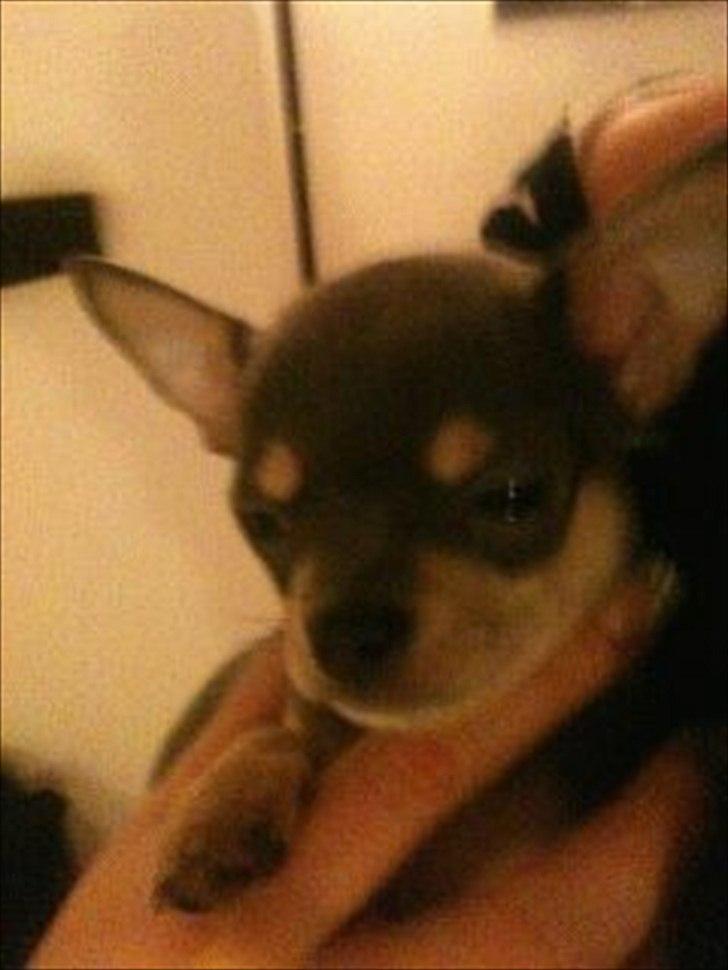 Chihuahua koda's ANGEL - her er angel 7 uger og stadig ik flyttet ind... billede 6
