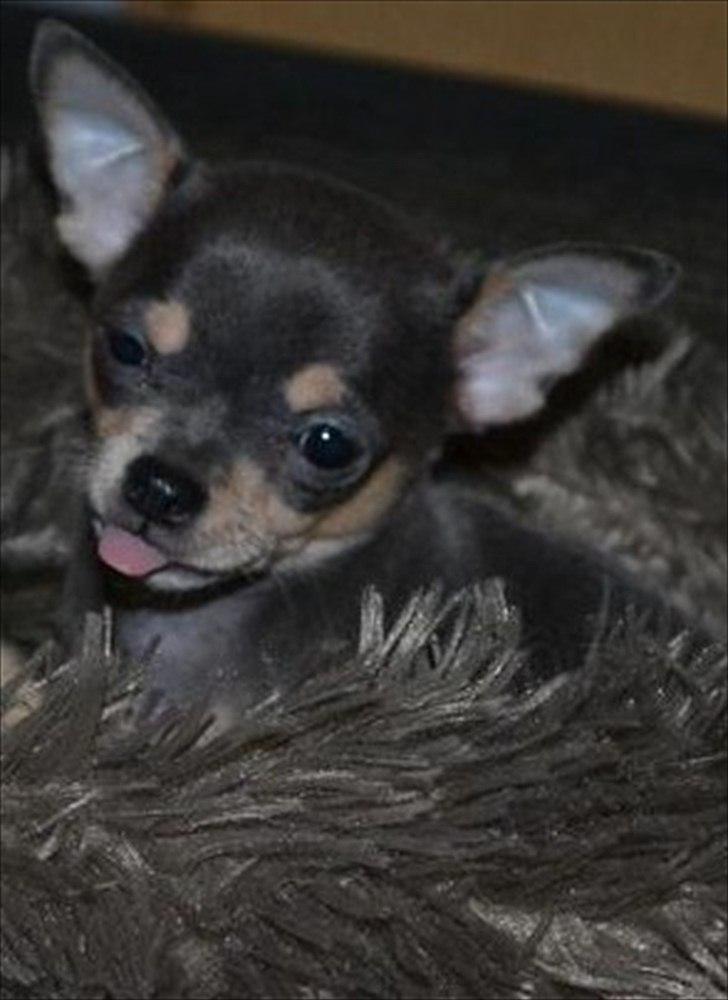 Chihuahua koda's ANGEL billede 7