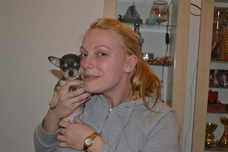 Chihuahua koda's ANGEL billede 8