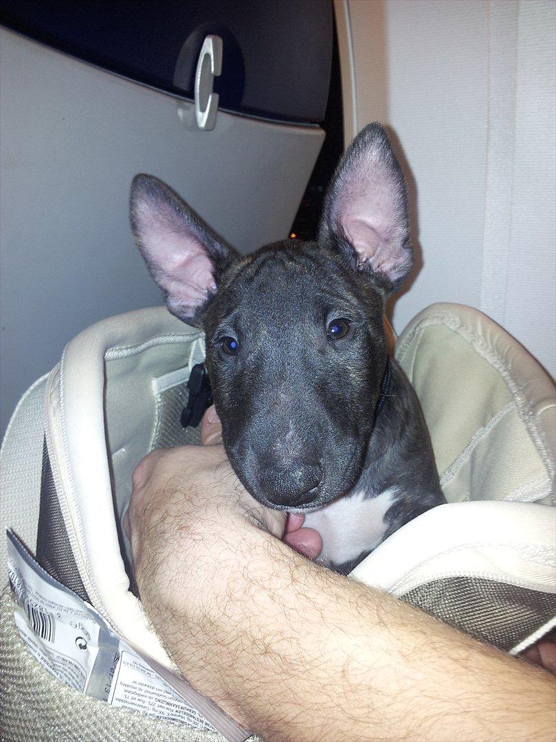 Bullterrier miniature Snoopy billede 2