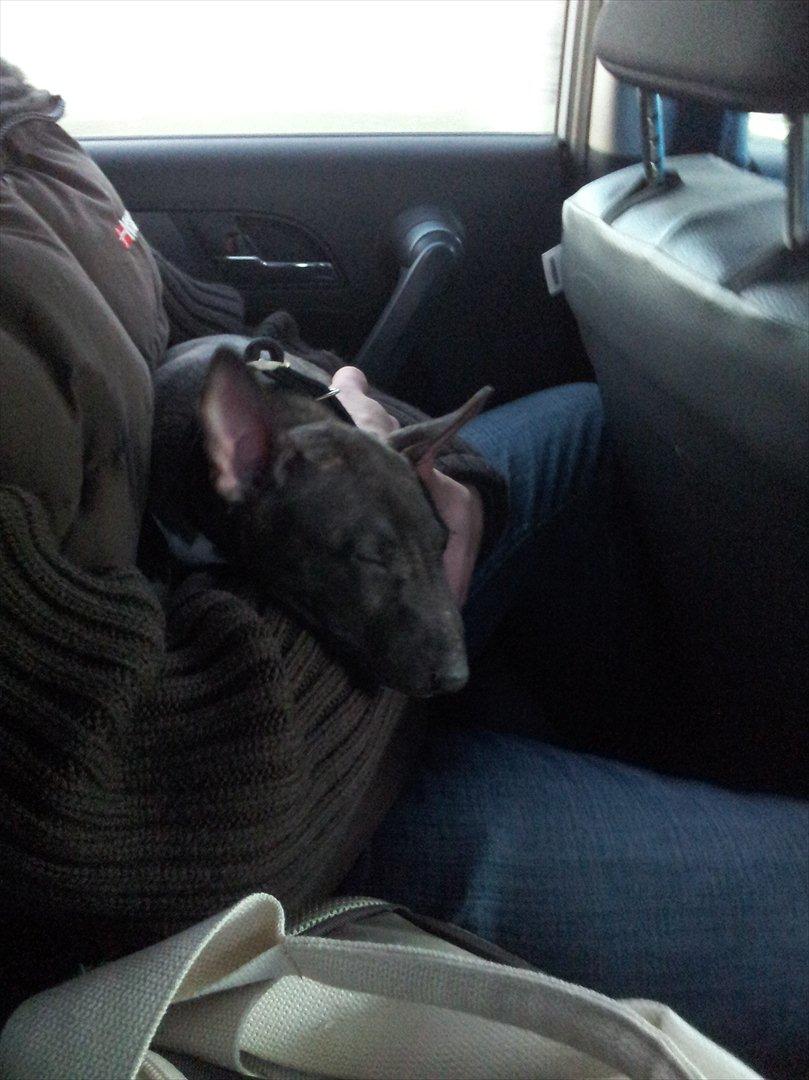 Bullterrier miniature Snoopy billede 3