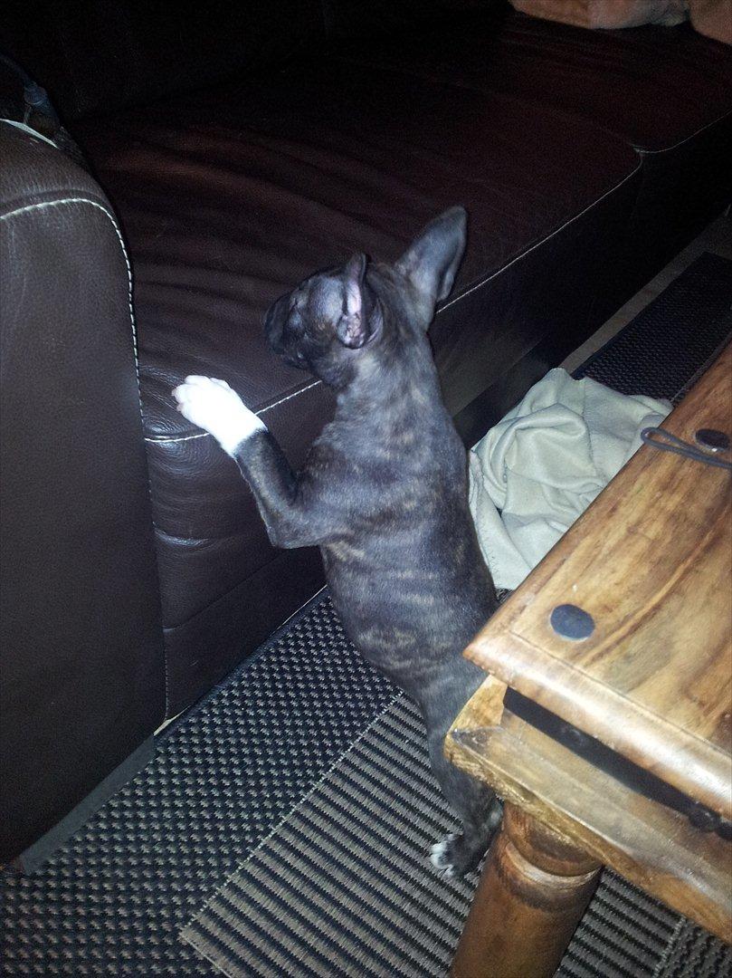 Bullterrier miniature Snoopy billede 6