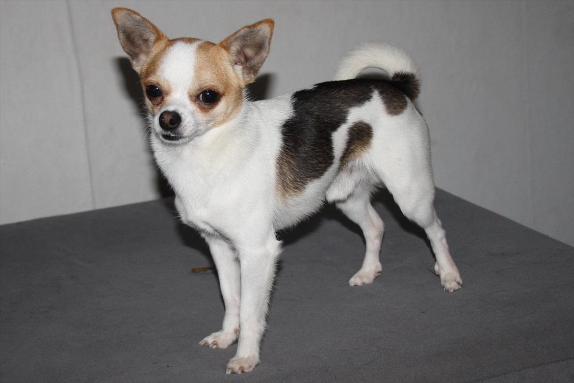 Chihuahua Pelé billede 25